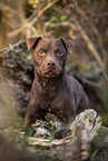 lying Patterdale Terrier