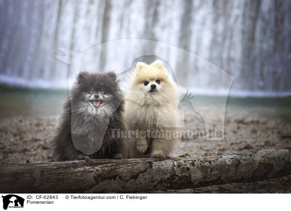 Zwergspitz / Pomeranian / CF-02843