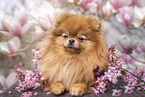 Pomeranian in spring