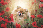 Pomeranian in summer