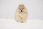Pomeranian