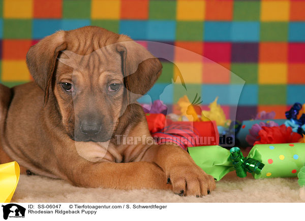 Rhodesian Ridgeback Welpe / Rhodesian Ridgeback Puppy / SS-06047