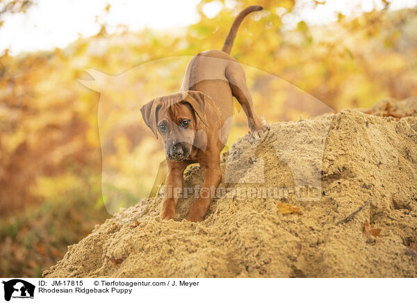 Rhodesian Ridgeback Welpe / Rhodesian Ridgeback Puppy / JM-17815
