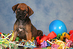 sitting Rhodesian Ridgeback Puppy