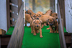 Rhodesian Ridgeback Puppies