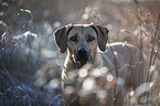 Rhodesian Ridgeback portrait