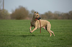 running Rhodesian Ridgeback