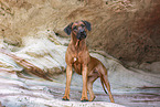 Rhodesian Ridgeback