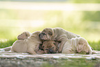 Shar Pei Puppies