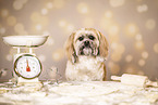 adult Shih Tzu