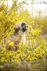 male Shih Tzu