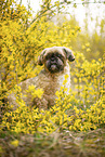 male Shih Tzu