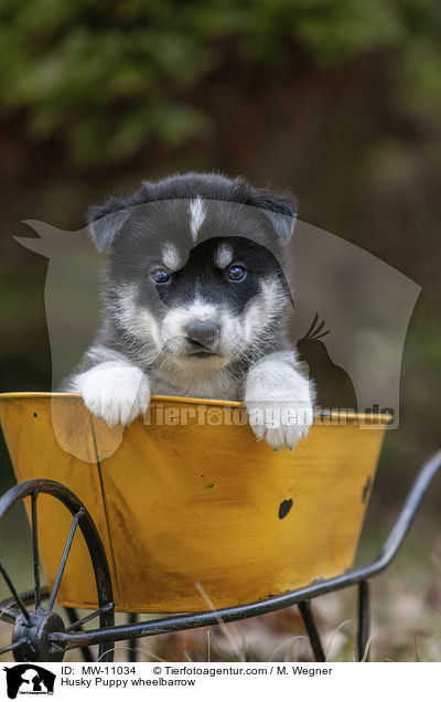 Husky Welpe in Schubkarre / Husky Puppy wheelbarrow / MW-11034