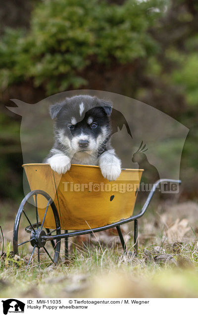 Husky Welpe in Schubkarre / Husky Puppy wheelbarrow / MW-11035