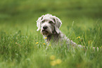 Wire-haired Pointing Griffon