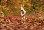 Spinone Italiano in autumn