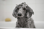 Standard Poodle grooming