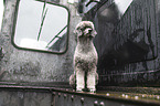 standard poodle