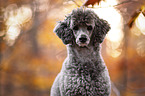 Standard Poodle
