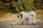 Tibetan Terrier shows trick