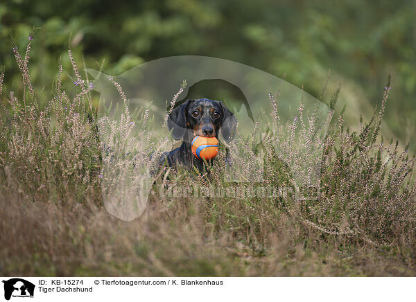 Tigerdackel / Tiger Dachshund / KB-15274