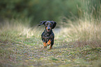 Tiger Dachshund