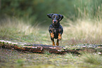 Tiger Dachshund