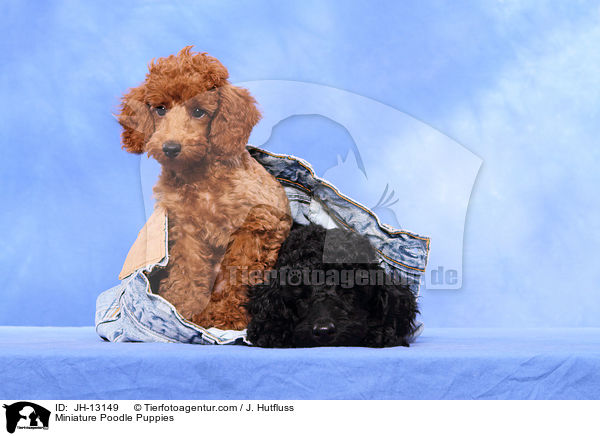 Zwergpudel Welpen / Miniature Poodle Puppies / JH-13149