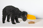 Miniature Poodle