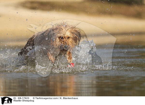 Wller / Waeller Sheepdog / KB-17823