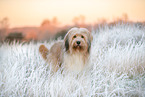 Waeller Sheepdog in winter