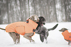 3 dogs