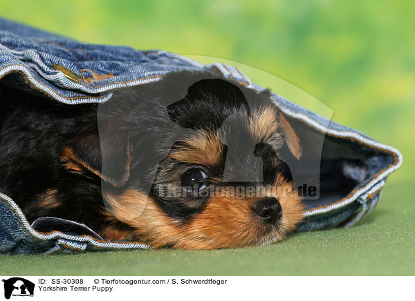 Yorkshire Terrier Welpe / Yorkshire Terrier Puppy / SS-30308