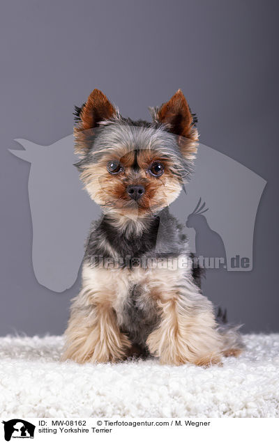 sitzender Yorkshire Terrier / sitting Yorkshire Terrier / MW-08162