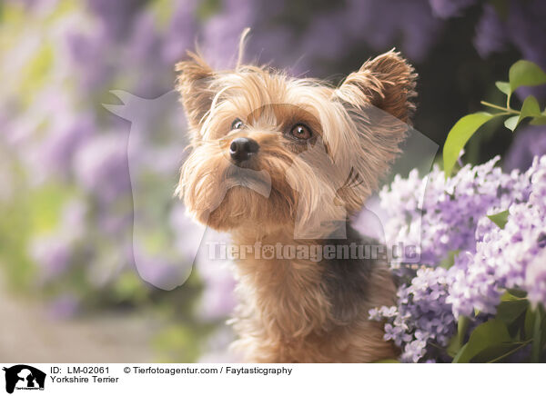 Yorkshire Terrier / Yorkshire Terrier / LM-02061