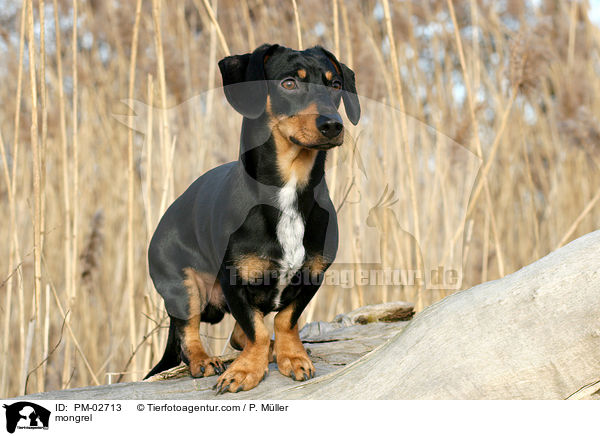 Mischling / mongrel / PM-02713