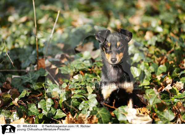 junger Chihuahua-Zwergpinscher / young Chihuahua-Miniature-Pinscher / RR-65448