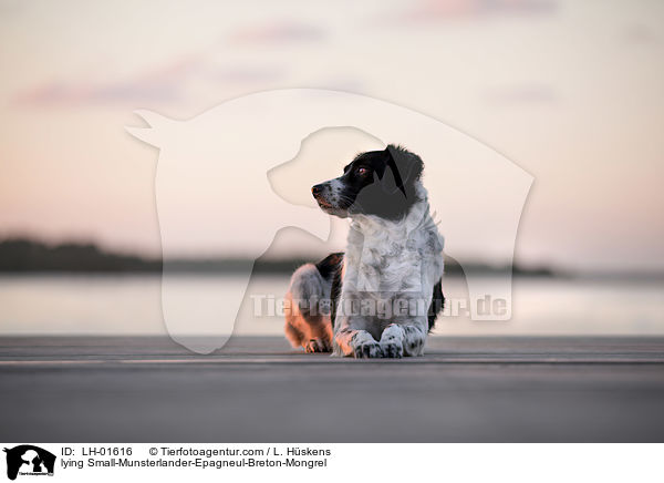 liegender Kleiner-Mnsterlnder-Epagneul-Breton-Mischling / lying Small-Munsterlander-Epagneul-Breton-Mongrel / LH-01616