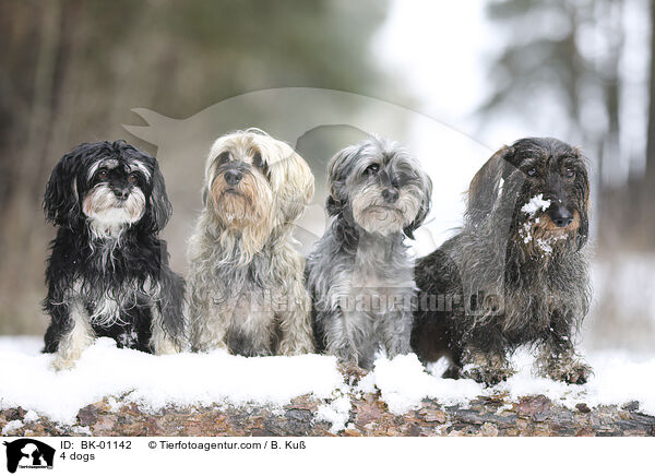 4 Hunde / 4 dogs / BK-01142
