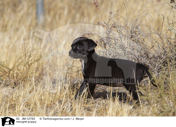 Mischling Welpe / mongrel puppy / JM-12765