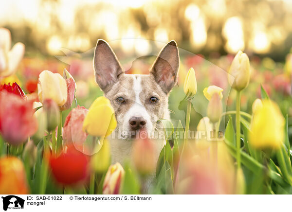 Mischling / mongrel / SAB-01022