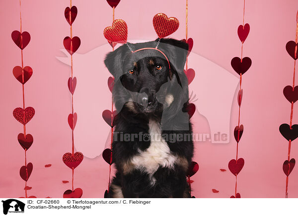 Kroatischer-Schferhund-Mischling / Croatian-Shepherd-Mongrel / CF-02660