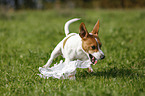 Jack-Russell-Terrier-Mongrel