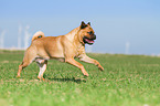 running Pug-Pinscher
