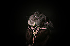 Boxer-Mongrel Portrait