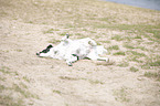 rolling Small-Munsterlander-Epagneul-Breton-Mongrel