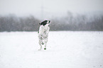 running Small-Munsterlander-Epagneul-Breton-Mongrel