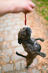 begging Terrier-Mongrel