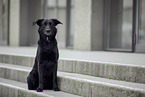 male Border-Collie-Shepherd