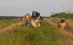 3 dogs